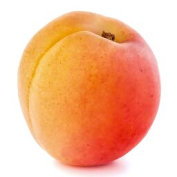 Aprikose Orange Beauty, im ca. 23 cm-Topf 