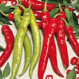 Chilipflanze Türkische Spiral-Peperoni Lyric Hot, im ca. 11 cm-Topf 