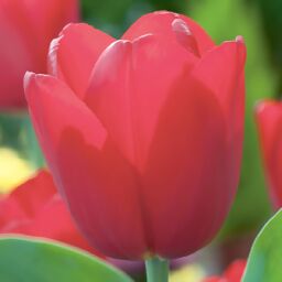 Rote Pracht Tulpe, im ca. 13 cm-Topf 
