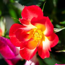 Beetrose Rosy Boom® Colour Change, im ca. 23 cm-Topf 