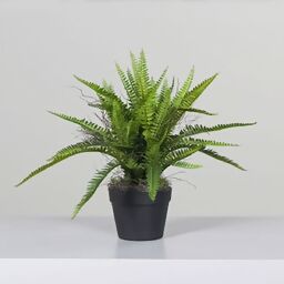 Kunstpflanze Farn in schwarzem Kunststofftopf, 56 cm 