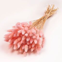 Trockenblumen-Bündel Lagurus, rosa, ca. 55 cm 
