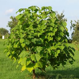 Kiri-Klimabaum, im ca. 15 cm-Topf 