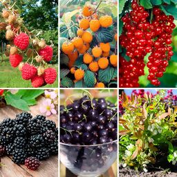 Obstpflanzen-Set Bunter Beerenmix, 5+1 gratis 