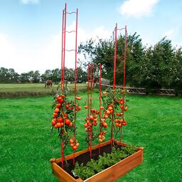 Tomaten-Rankgitter XXL, 3-teilig, Höhe 236 cm 