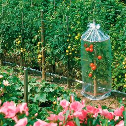 Tomatenhauben, 3 Stück, L 130 cm x Durchmesser 65 cm, transparent 