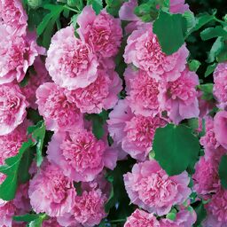 Gefüllte Stockrose, rosa, im ca. 9 cm-Topf 