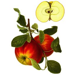 Apfel Elstar, im ca. 23 cm-Topf 