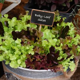 Samenmischung Pflücksalat Baby-Leaf 