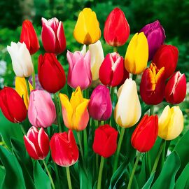 Tulpen-Mischung Farbenparade in Extragröße 