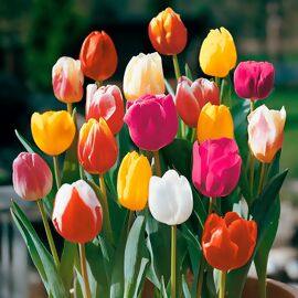 Tulpen-Mischung Farbenparade 