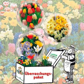 Blumenzwiebel-Überraschungspaket 