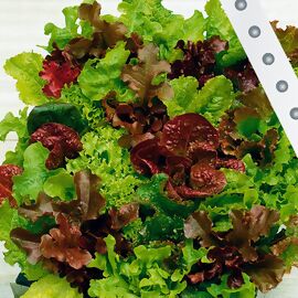Saatband 6 m Baby-Leaf-Salat 
