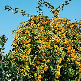 Gelbfruchtiger Vogelfutter-Baum 