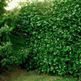 Kirschlorbeer Rotundifolia, im ca. 23 cm-Topf,  Höhe ca. 40-60 cm, 