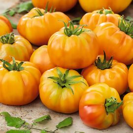 Tomatenpflanze Fleischtomate, gelb 