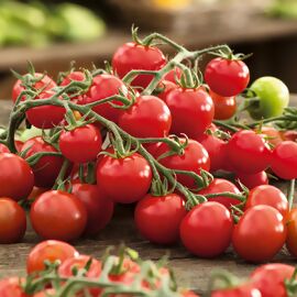 Tomatenpflanze Cherrytomate Solena Sweet Red, veredelt 