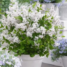 Zwerg Duftflieder Flowerfesta®  White 
