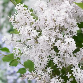 Duftflieder-Stämmchen Flowerfesta®, weiß 