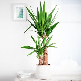 Riesen-Palmlilie, 2er Tuff, Höhe ca. 70-80 cm 