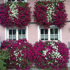Sommerblumen-Set Riesen-Petunien AlpeTunia®, pink-weiß, 6 Stück 
