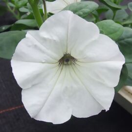 Riesenhängepetunie AlpeTunia® White 
