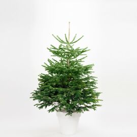 Weihnachtsbaum Nordmanntanne 100-125 cm, frisch geschlagen 