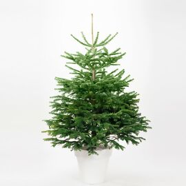 Weihnachtsbaum Nordmanntanne 150-175 cm, frisch geschlagen 