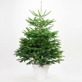 Weihnachtsbaum Nordmanntanne 175-200 cm, frisch geschlagen 