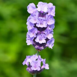 Englischer Lavendel Melissa Lilac, im ca. 13 cm-Topf 