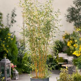 Bambus Aureocaulis, im ca. 28 cm-Topf 