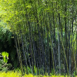 Schwarzer Bambus, im ca. 28 cm-Topf 