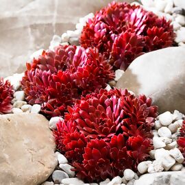 Korallenroter Hauswurz, im ca. 9 cm-Topf 