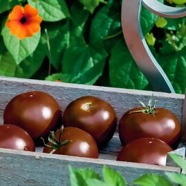 Tomatenpflanze Stabtomate Kakao, veredelt 