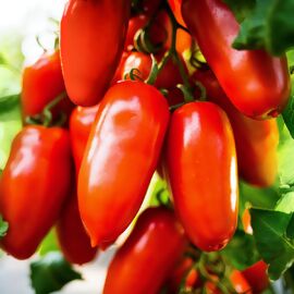 Tomatenpflanze Fleischtomate San Marzano Tuma Red®, veredelt 