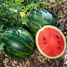 Wassermelonenpflanze Mini Love, veredelt 