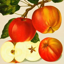 Apfel Altländer Pfannkuchen 