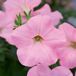 Riesenhängepetunie AlpeTunia® Soft Pink, im ca. 12 cm-Topf 