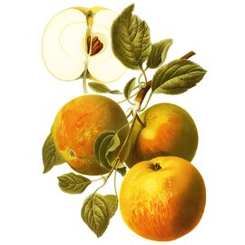 Apfel Cox Orange, im ca. 23 cm-Topf 