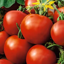Tomatenpflanze Fleischtomate, rot, veredelt 