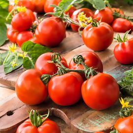 Tomatenpflanze Salattomate, veredelt 