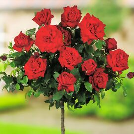 Roter Rosen-Stamm, Höhe ca. 50 cm 