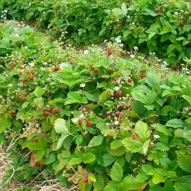 Erdbeere Waldfee, im ca. 9 cm Topf 