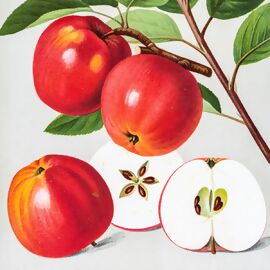Apfel Himbeerapfel, im ca. 28 cm-Topf 