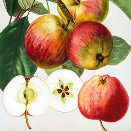 Apfel Pfirsichroter Sommerapfel 