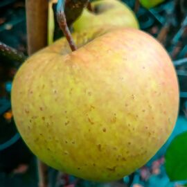Apfel Golden Delicious, im ca. 26 cm-Topf 