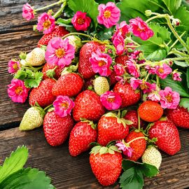 Balkon-Erdbeere, rosablütig 