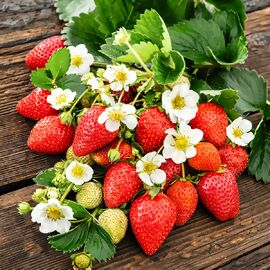 Balkon-Erdbeere, weißblütig 