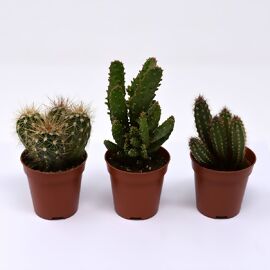 Zimmerpflanzen-Mischung Kakteen, 3er-Set, Höhe ca. 10-15 cm 