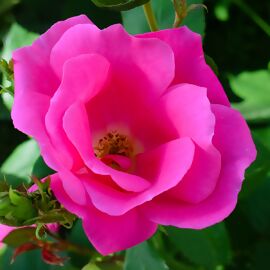 Bodendeckerrose Pink Knock Out® 